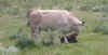 Fauna0301.jpg (79654 bytes)