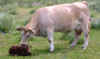 Fauna0302.jpg (58819 bytes)