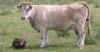 Fauna0303.jpg (78989 bytes)