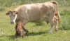 Fauna0304.jpg (79209 bytes)