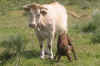 Fauna0305.jpg (93856 bytes)