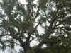 Flora0105.jpg (387956 bytes)
