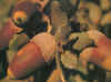 Flora0203.jpg (58067 bytes)