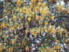 Flora0204.jpg (254598 bytes)