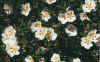 Flora0302.jpg (108356 bytes)