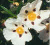 Flora0303.jpg (42809 bytes)