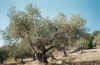 Flora0401.jpg (124808 bytes)