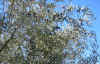 Flora0404.jpg (187720 bytes)