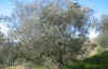 Flora0405.jpg (176914 bytes)