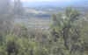 Flora0406.jpg (135160 bytes)