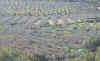 Flora0408.jpg (96568 bytes)