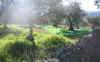 Flora0409.jpg (133933 bytes)