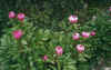 Flora0501.jpg (104484 bytes)