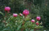 Flora0502.jpg (86622 bytes)