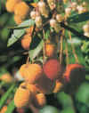 Flora0602.jpg (108450 bytes)